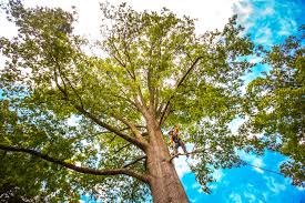 Best Hazardous Tree Removal  in Woodcrest, CA